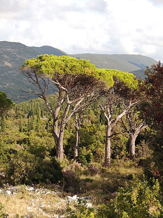 Konavle Valley